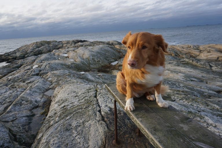 Banane für Hunde