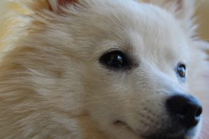 Dieser Hund muss Hundesteuer zahlen