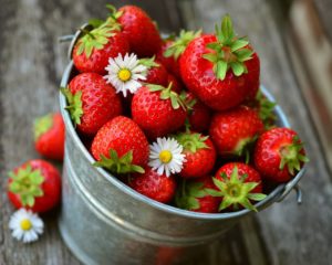 Dürfen Hunde Erdbeeren fressen