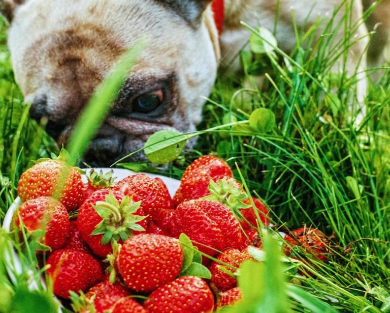 Erdbeeren_Hund