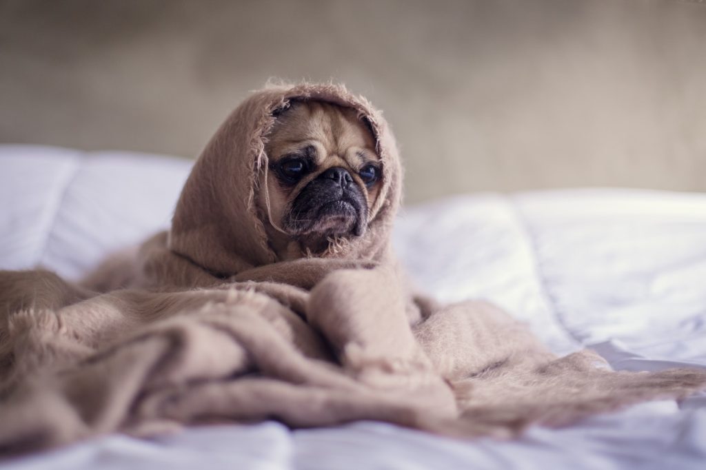 Hund nach Durchfall