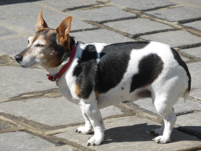 Hunde Bananen essen