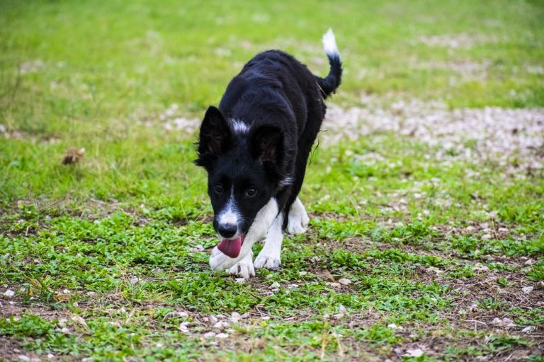 Weintrauben Hund