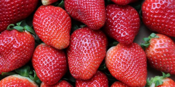 Dürfen Hunde Erdbeeren essen