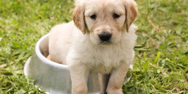 Futterumstellung beim Hund