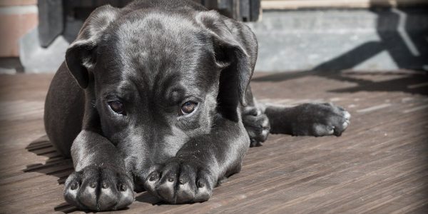 Giardien beim Hund