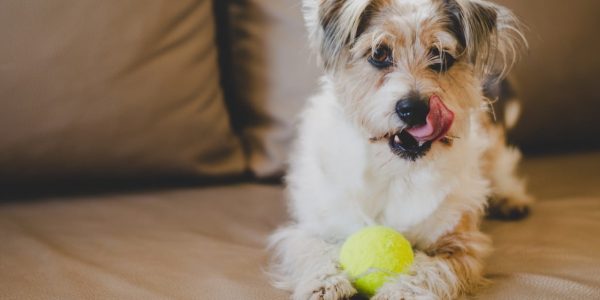 Hundespielzeug Ball