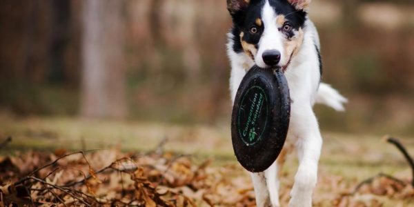 Hundespielzeug Frisbee