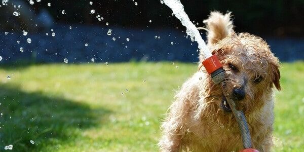 Hund spielt mit Wasser