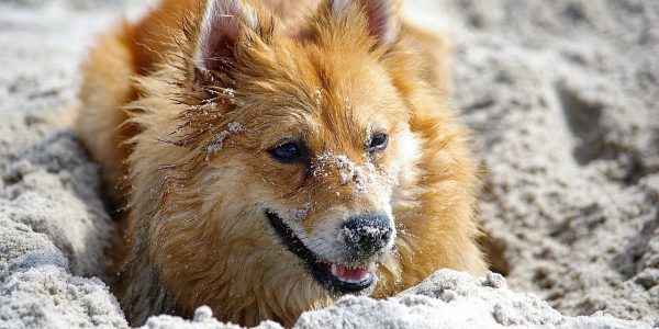 Hundesteuer_Hundesteuermarke