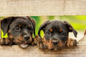 rottweiler-welpen_hunderasse